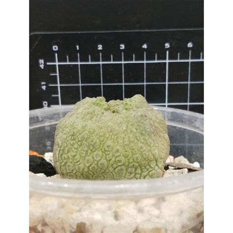 四方凝蹄玉|四方凝蹄玉Pseudolithos cubiformis